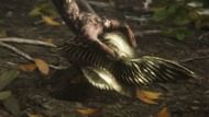 Malenia's helm was crafted by her brother (image by FromSoftware)